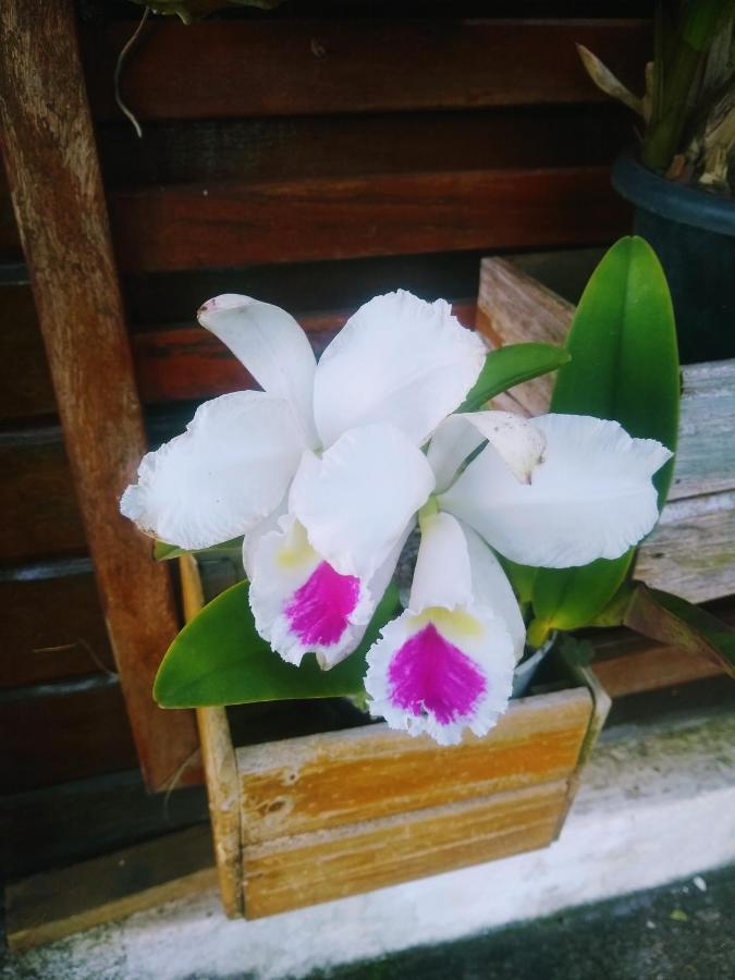 Manacá House *